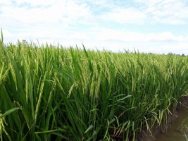 Quy trình quản lý dinh dưỡng và dịch hại trên lúa