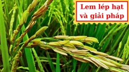 Bệnh lem lép hạt lúa và giải pháp quản lý hiệu quả - NÔNG DƯỢC ANT