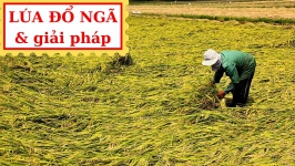 GIẢI PHÁP CỨNG CÂY, CHỐNG ĐỔ NGÃ trên lúa, nếp mùa mưa bão I NÔNG DƯỢC ANT