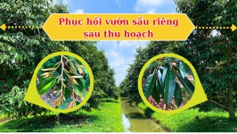 Phục hồi vườn sầu riêng sau thu hoạch I NÔNG DƯỢC ANT