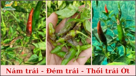 Nám trái - Đém trái - Thối trái gây hại nặng ở các vùng trồng ớt II NÔNG DƯỢC ANT