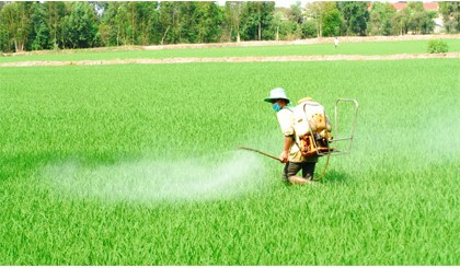 Trồng lúa ngày càng nhiều sâu, bệnh