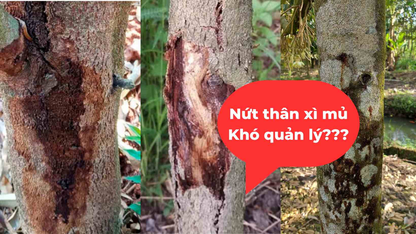 Quản lý bệnh nứt thân xì mủ trên sầu riêng I NÔNG DƯỢC ANT