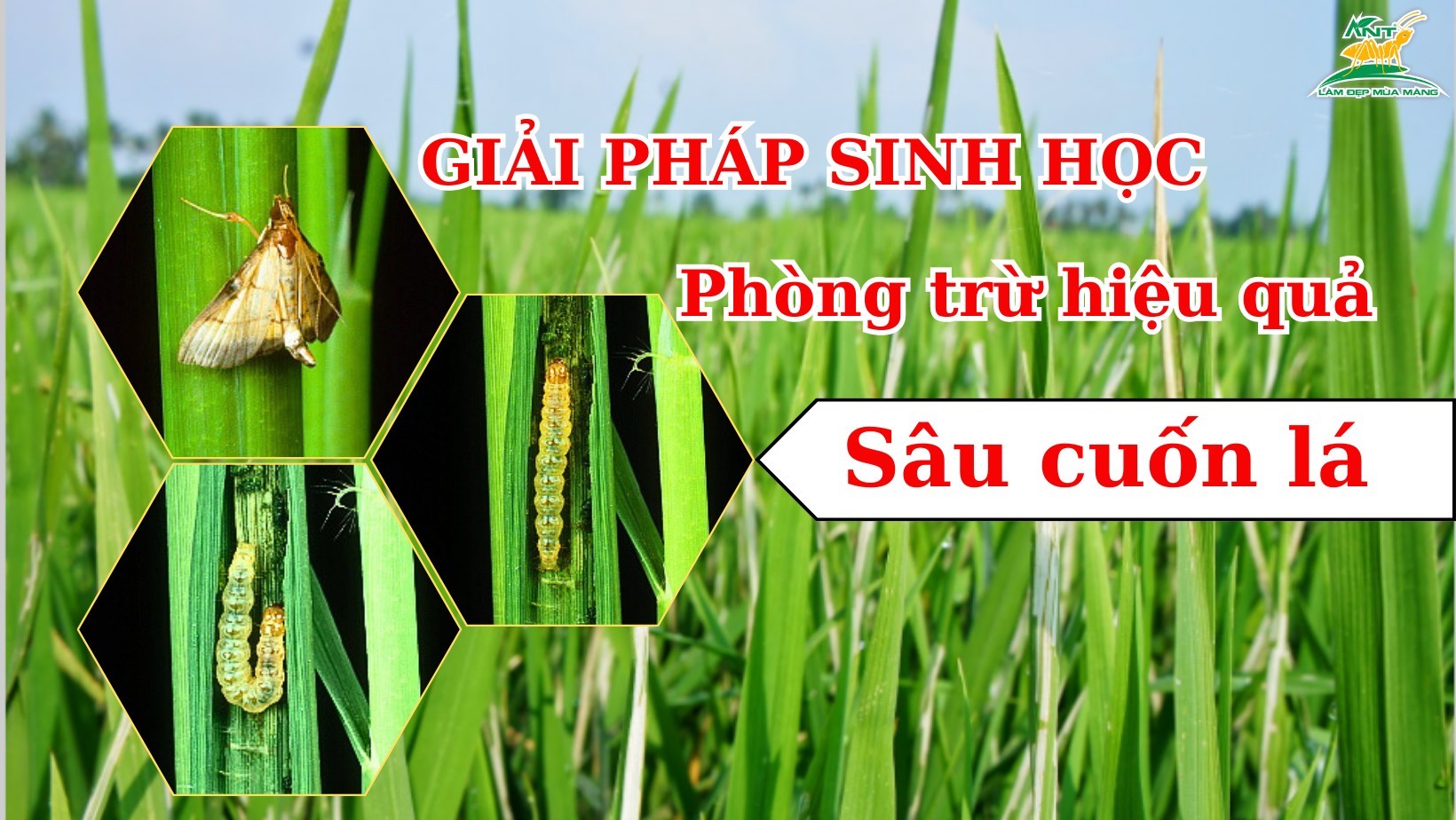 GIẢI PHÁP SINH HỌC PHÒNG TRỪ SÂU CUỐN LÁ I NÔNG DƯỢC ANT