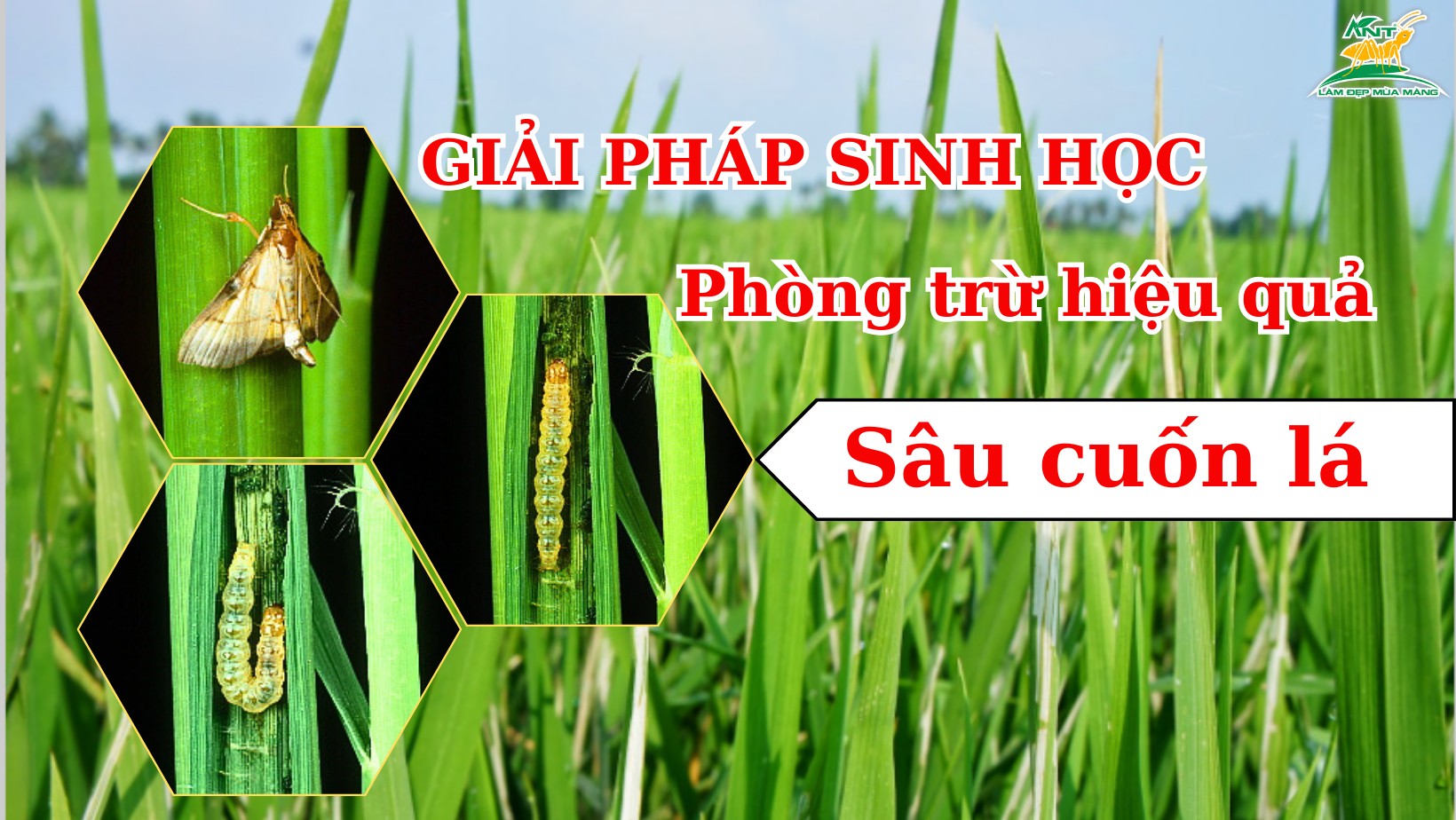 GIẢI PHÁP SINH HỌC PHÒNG TRỪ SÂU CUỐN LÁ I NÔNG DƯỢC ANT